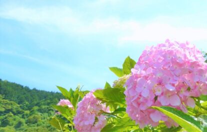 6月キャンペーン